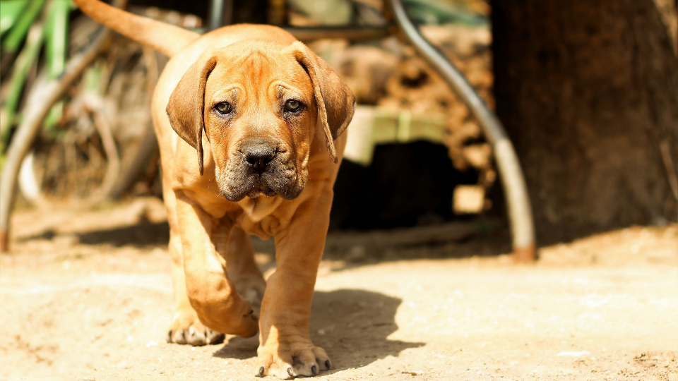 Image of BOERBOEL posted on 2022-03-13 14:06:50 from Kerala